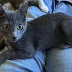 Schoßkatze
